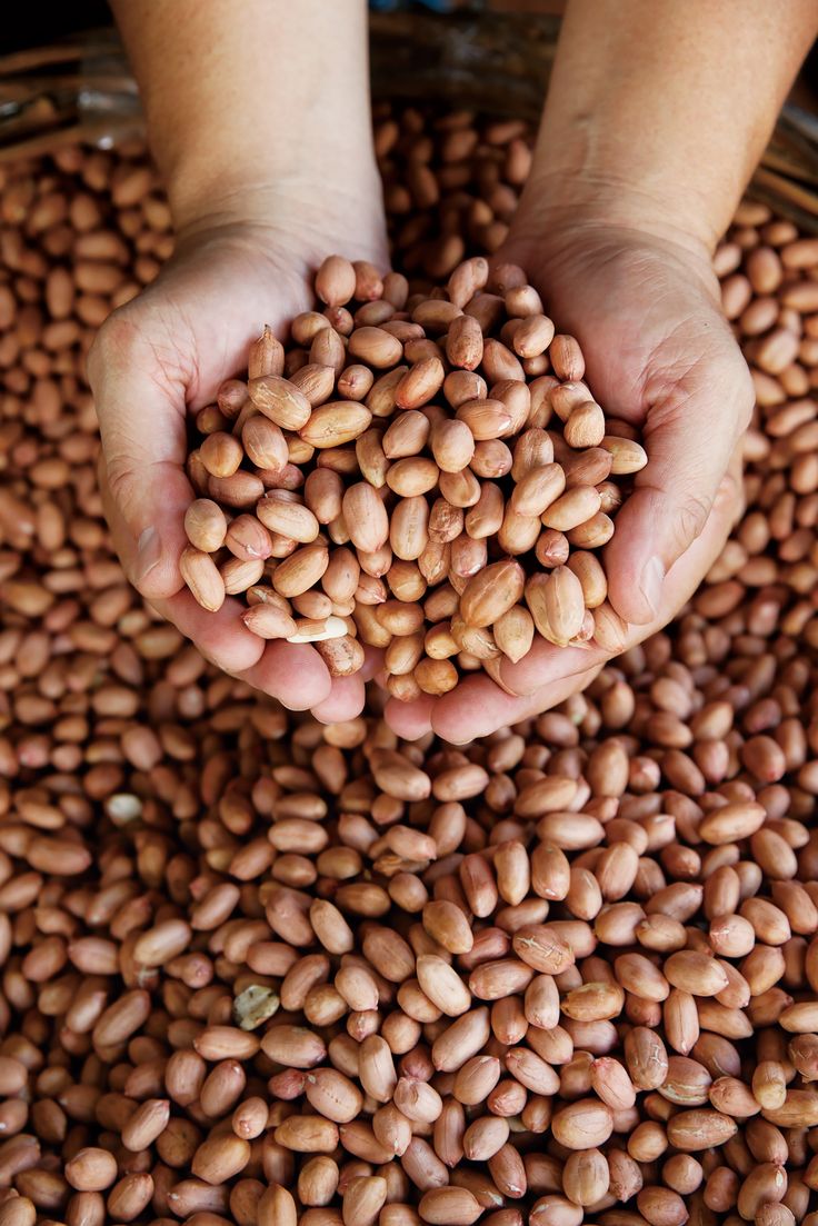 NUTZOA Premium Roasted Peanuts (Kappalandi) – Crunchy, Fresh & Protein-Rich